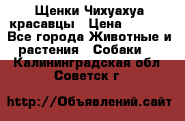 Щенки Чихуахуа красавцы › Цена ­ 9 000 - Все города Животные и растения » Собаки   . Калининградская обл.,Советск г.